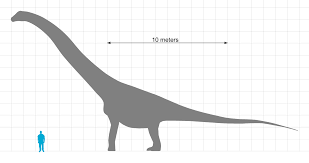 File Puertasaurus Size Chart Svg Wikipedia