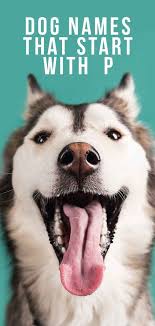 Dog Names That Start With P Some Awesome Name Ideas For Your Pup Dog Names Cute Names For Dogs Puppies Names Female