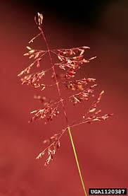 Image result for Sporobolus ioclados