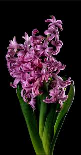 Hyacinth Lilium Flower Macro Photography Flowers Beautiful Flowers