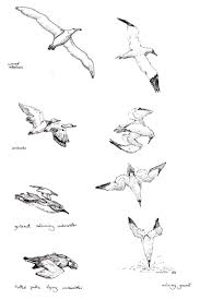 Bird In Flight Line Drawing Seabirds And Waterbirds Sea Birds Marine Bird Birds In Flight