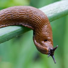 May 06, 2021 · slugs are the bane of many gardeners existence; Misunderstood Molluscs Five Reasons To Love Slugs Wildlife The Guardian
