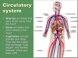 Throat cancer is a rare form of cancer. Circulatory System Function Brainly What Are The Functions Of The Human Brain