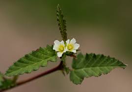 Image result for Melochia corchorifolia