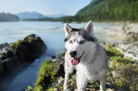 Legends care a lot about where their pups go, making sure a home is suitable for a mal before sale. This Is The Most Commonly Banned Dog Breed In The U S