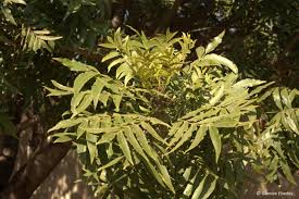Image result for Harpephyllum afrum