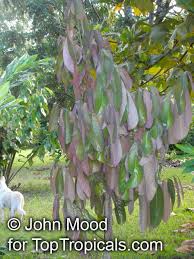 Image result for Monodora junodii