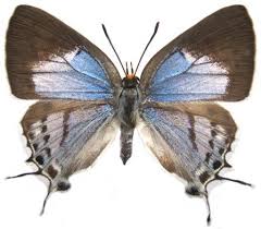 Image result for Globimetula anguliflora