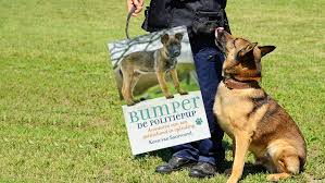 The most used breeds were, german shepherd, dutch shepherd, malinois, bouvier, dobermann and groenendaeler. Bol Com Lees Magazine Recensie Over Bumper De Politiepup Een Uniek Kijkje Achter De Schermen Lees Bol Com