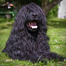 The rest of the hair on the dog's body is allowed to grow) or a retriever cut (where the hair all over the dog's body is kept short). Portuguese Water Dog Grooming Bathing And Care Espree