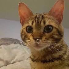 Buat kucing ubat selsema dan batuk mudah dibuat versi pendek. Himpunan Koleksi Gambar Kucing Comel Fotos Facebook