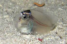 Post Larval Surgeonfish Fish Pet Pets Aquatic