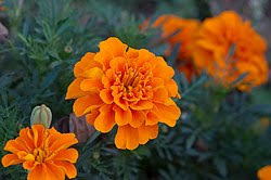 Image result for tagetes)