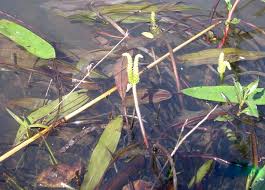 Image result for Aponogeton desertorum