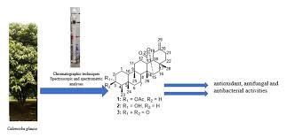 Image result for Caloncoba welwitschii