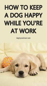How To Teach Your Dog To Stay Home Alone In 2020 Dog Smells Dog Care Tips Dog Care