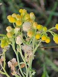 Image result for Eschenbachia stricta