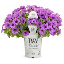 Purple orchid hydrangea stem (h1hyd580) dried and preserved foliage. Proven Winners 4 25 In Grande Supertunia Purple Flowers Mini Vista Indigo Petunia Live Plants 4 Pack Supprw6117524 The Home Depot Petunias Blue And Purple Flowers Container Plants
