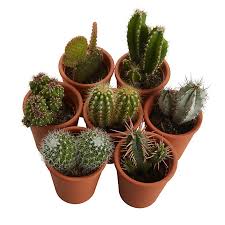 I think you just don't worry about this. Cactus Cactus In 5 5cm Pot Diy At B Q