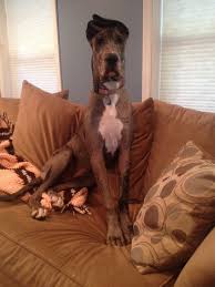 12 images for great dane sitting on couch. Great Dane Patient And Friendly Great Dane Great Dane Dogs Great Dane Puppy