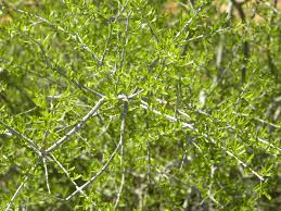 Image result for Fuerstia angustifolia