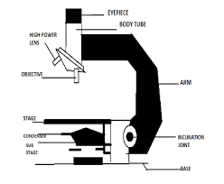 Next, create the eyepiece by drilling a hole in the bottom. Draw A Neat Labelled Diagram Of A Compound Microscope Class 12 Physics Cbse