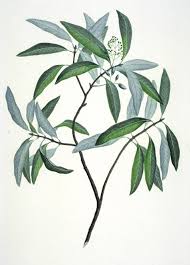 Image result for Beilschmiedia