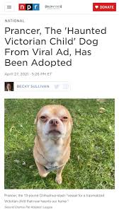 That said, prancer does have some good qualities. Prancer Has A Forever Home Chihuahua