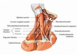 The levator scapulae muscle is attached at the top four cervical vertebrae (c1 to c4) and runs down the side of the neck to attach at the top of. 01 18 2017 Stiff Necked Allen Temple