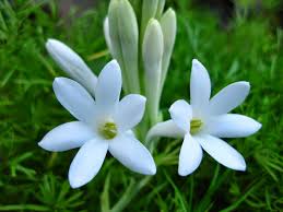 Romantic Flowers Tuberose Flower Menanam Bunga Flora Bunga