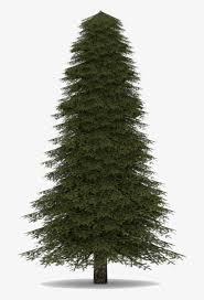 Discover free hd christmas tree png images. Fir Tree Realistic Christmas Tree Transparent Png 1200x1200 Free Download On Nicepng