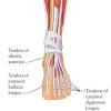 Recent work suggests that muscles within our feet are key to how the foot functions during bipedal walking and running. 1
