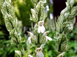 Image result for Justicia betonica