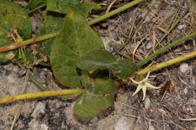 Image result for Orthanthera