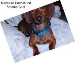 Miniature dachshunds are scent hound dog breeds who were bred to hunt badgers and other tunneling animals miniature dachshunds have a huge place in our hearts at happytail puppies because this is the breed that started it all! Miniature Dachshund Puppies For Sale In Montana Agriseek Com