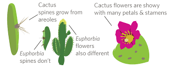 The prickly spines are modified leaves that break up the evaporative winds blowing across pad surfaces, and help shade. Its Cactus Week On Inaturalist Feb 7 13 2016 Inaturalist