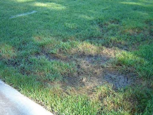 An overwatered lawn in summer