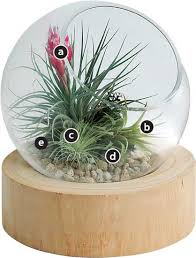 Other types of terrariums require activated charcoal, dirt and gardening tools, but air plant terrariums don't require any of that. Air Plant Terrarium Mother Earth News