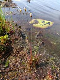 Image result for Xyris schliebenii