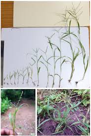 Image result for Acrachne