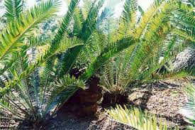 Image result for Encephalartos chimanimaniensis