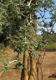 Image result for Faidherbia albida