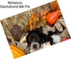 Its ancient ancestor, the molosser, was a ferocious war dog that lived over 5,000 years ago. Miniature Dachshund Puppies For Sale In Milwaukee Agriseek Com