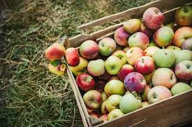 Apple Vs. Mango — Health Impact And Nutrition Comparison