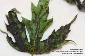 Maybe you would like to learn more about one of these? Maple Leaf Blister Black Leaves On Maple Explained Horticulture And Home Pest News