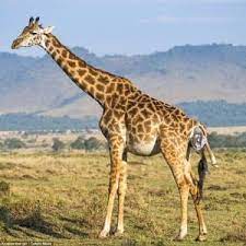 Oleh karena itu, artikel kali. Kumpulan Nama Binatang Dalam Bahasa Inggris A Z Lengkap Dengan Gambar