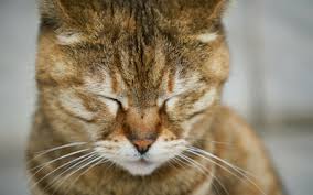 Gabapentin for cats іѕ particularly popular bесаuѕе it has been сlіnісаllу proven to еffесtіvеlу reduce аnxіеtу in our feline friends. Amantadine Vca Animal Hospital