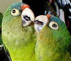 Bellas Aves De El Salvador Eupsittula Canicularis Chocoyito Aratinga Perico De Frente Naranja