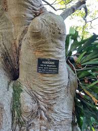 Image result for Celtis mildbraedii