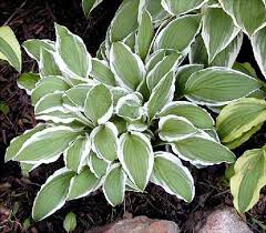 The leaves lay low on the ground so are more prone to slug damage but other than that it's a nice hosta. Hosta Ginko Craig Has Dark Green Lance Shaped Leaves Edged In White And Has Lavender Flowers Use As A Ground Cover Or Steinbrunnen Garten Steinbrunnen Garten